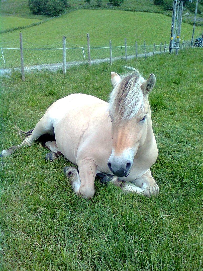 Fjordhest Myklena - Tak fordi i kiggede på Myklena's profil :D billede 20