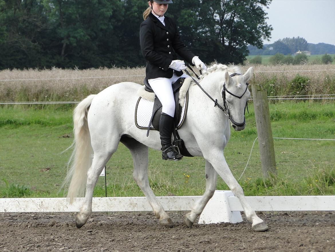 Connemara Sasja - Et af de første stævner billede 9