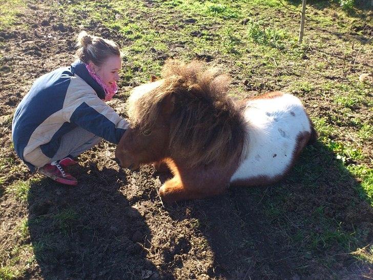 Shetlænder Archie - Archie ligger ned (: 

Første gang jeg ser ham ligge ned, og kunne gå direkte hen til ham (: og han blev liggende <3 


Oktober 2011 billede 5