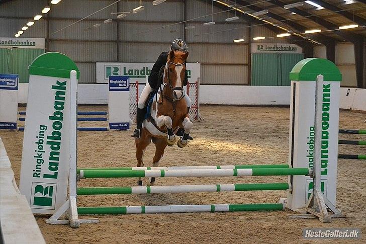 Anden særlig race • Trebjerregårds Grande • - Til mit første springstævne billede 8