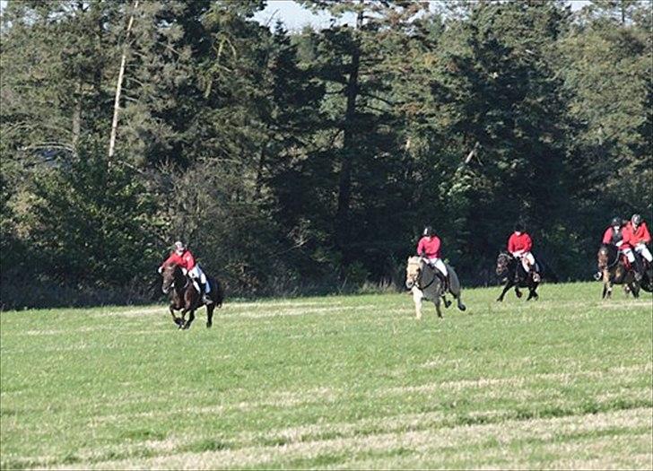 DSP Nicky<3 - Opløb til Hubertusjagt d.16/10 2011 (mjjr) 
Foto: Renee billede 7