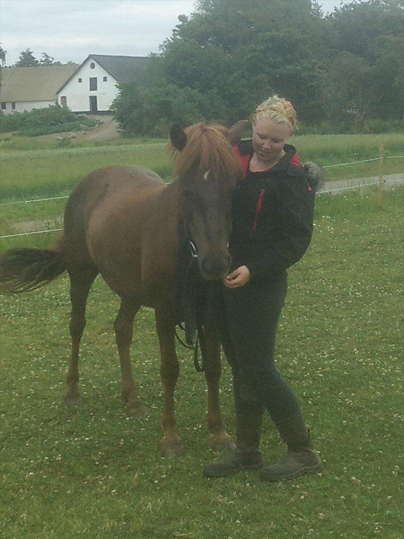 Islænder Glöd billede 2