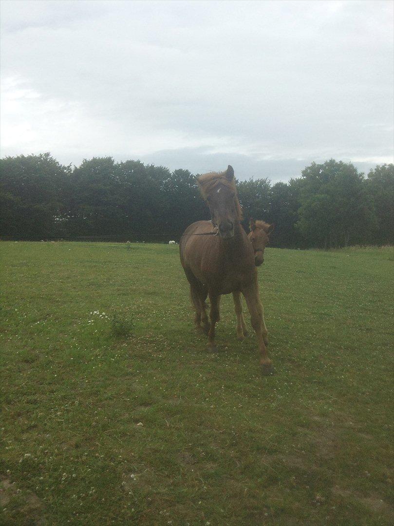 Islænder Glöd billede 3