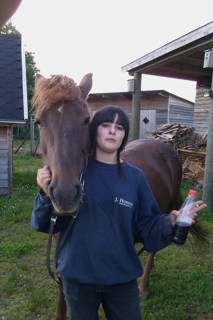 Islænder Glöd billede 4