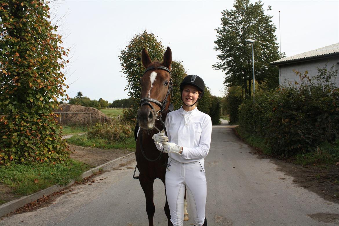 Dansk Varmblod Nørremøllehøjs Daisy  billede 13