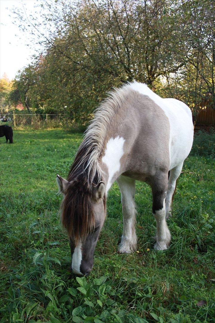 Irish Cob Crossbreed Fiona  ( tidl.) billede 5