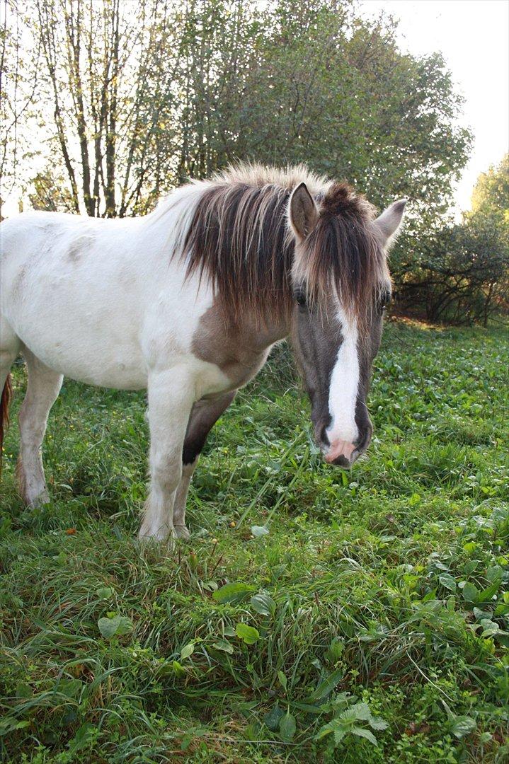 Irish Cob Crossbreed Fiona  ( tidl.) - 2011 billede 6