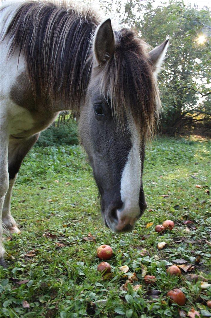 Irish Cob Crossbreed Fiona  ( tidl.) - 2011 billede 7