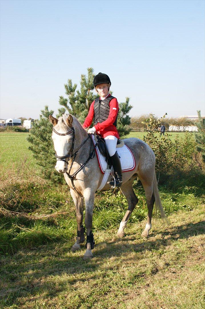 Anden særlig race Roosgårdens Cosmopolitan billede 11