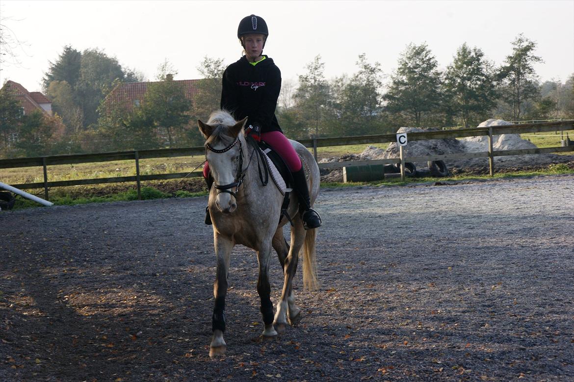 Anden særlig race Roosgårdens Cosmopolitan billede 15