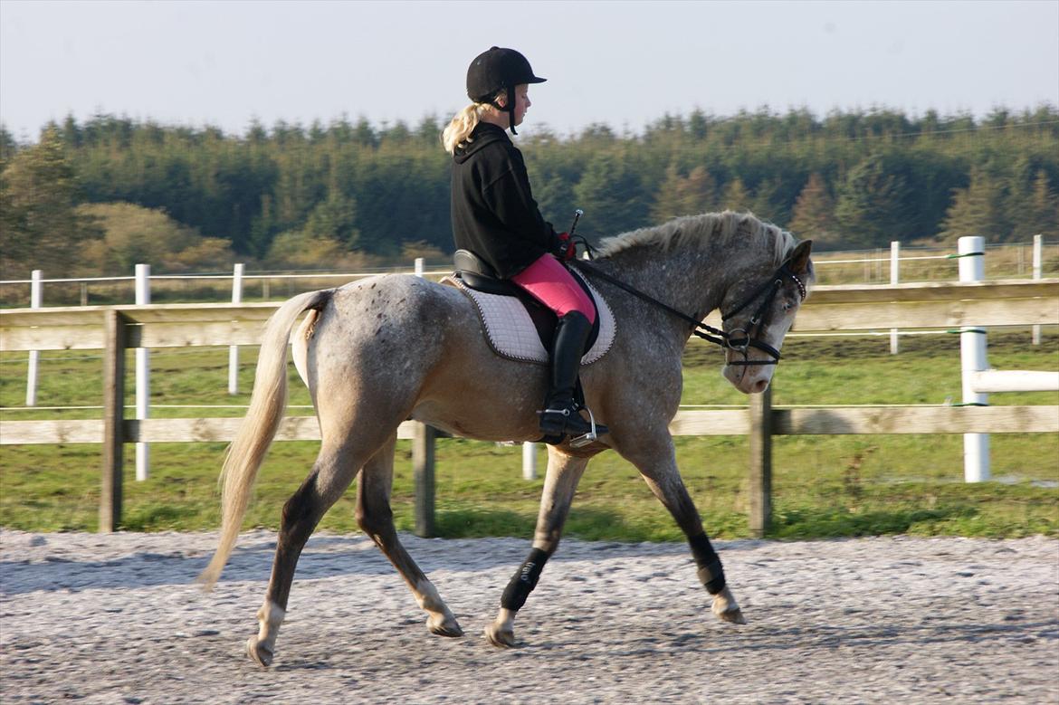 Anden særlig race Roosgårdens Cosmopolitan billede 16