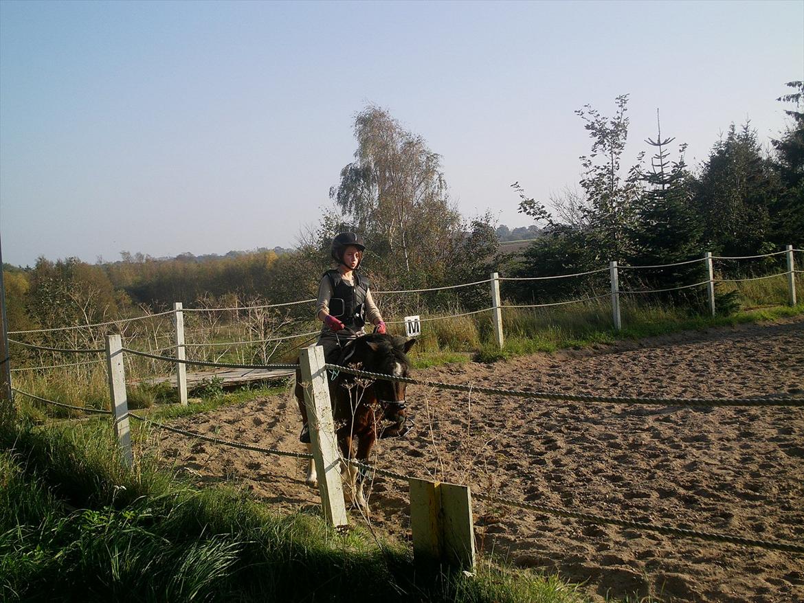 Pinto Miss Dixie - Dét dér er FANTASTISK! Så køn er en af de 3 kønneste hoppe! :)

Foto - Mor billede 7