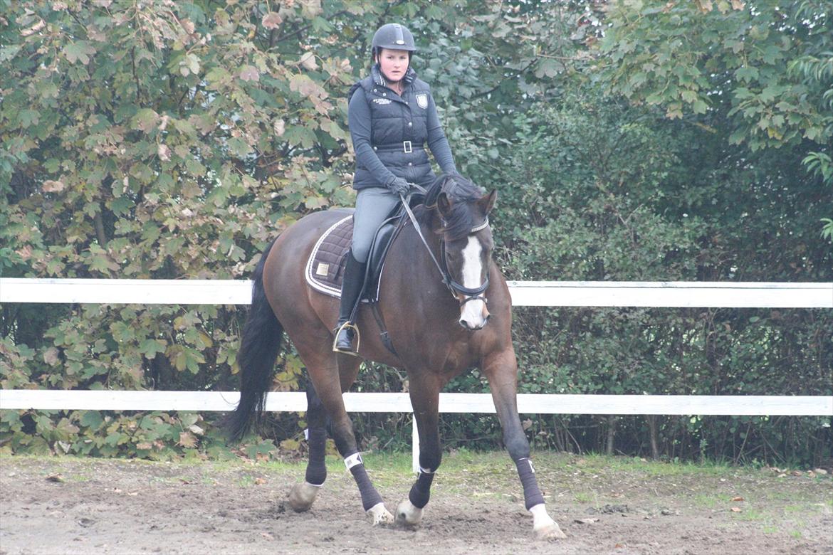 Dansk Varmblod The Royal Eternity - 17/10 2011 - Mig og Eternity billede 15