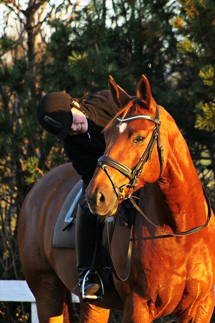 Hannoveraner Wilbert billede 1