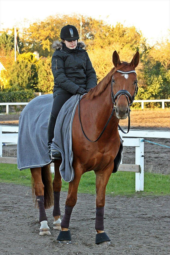 Hannoveraner Wilbert billede 17