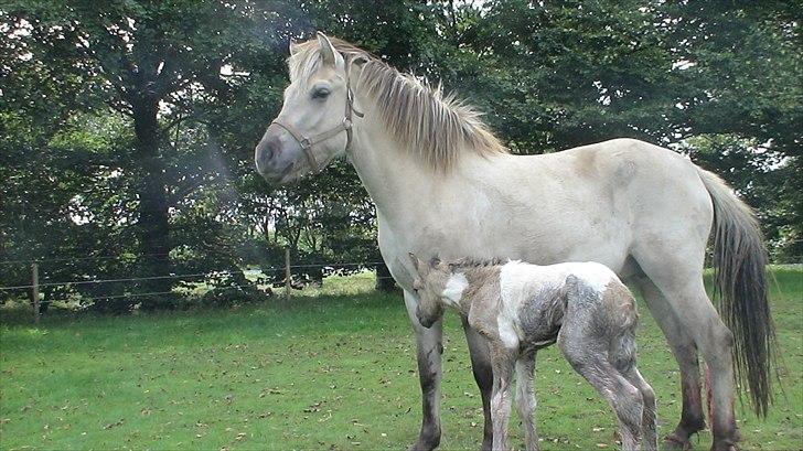 Irish Cob Crossbreed Fiona  ( tidl.) - fiona som føl og hendes mor, harmonys freja billede 8