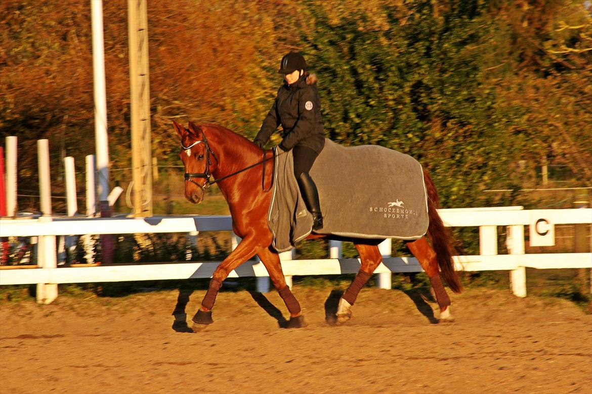 Hannoveraner Wilbert billede 18