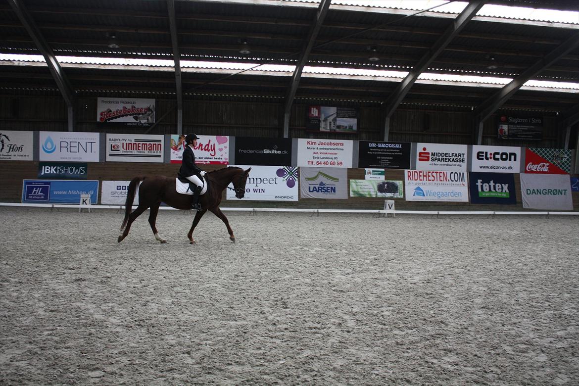 Dansk Varmblod Nørremøllehøjs Daisy  billede 14