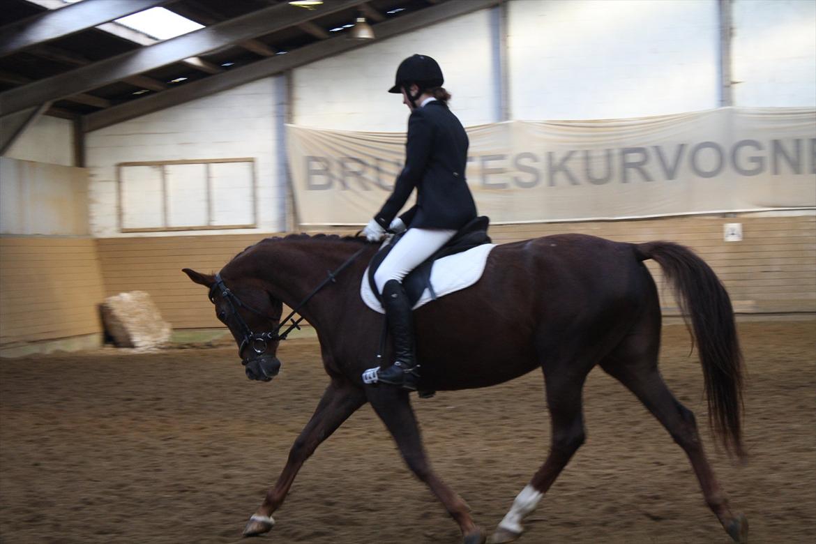 Dansk Varmblod Nørremøllehøjs Daisy  billede 15