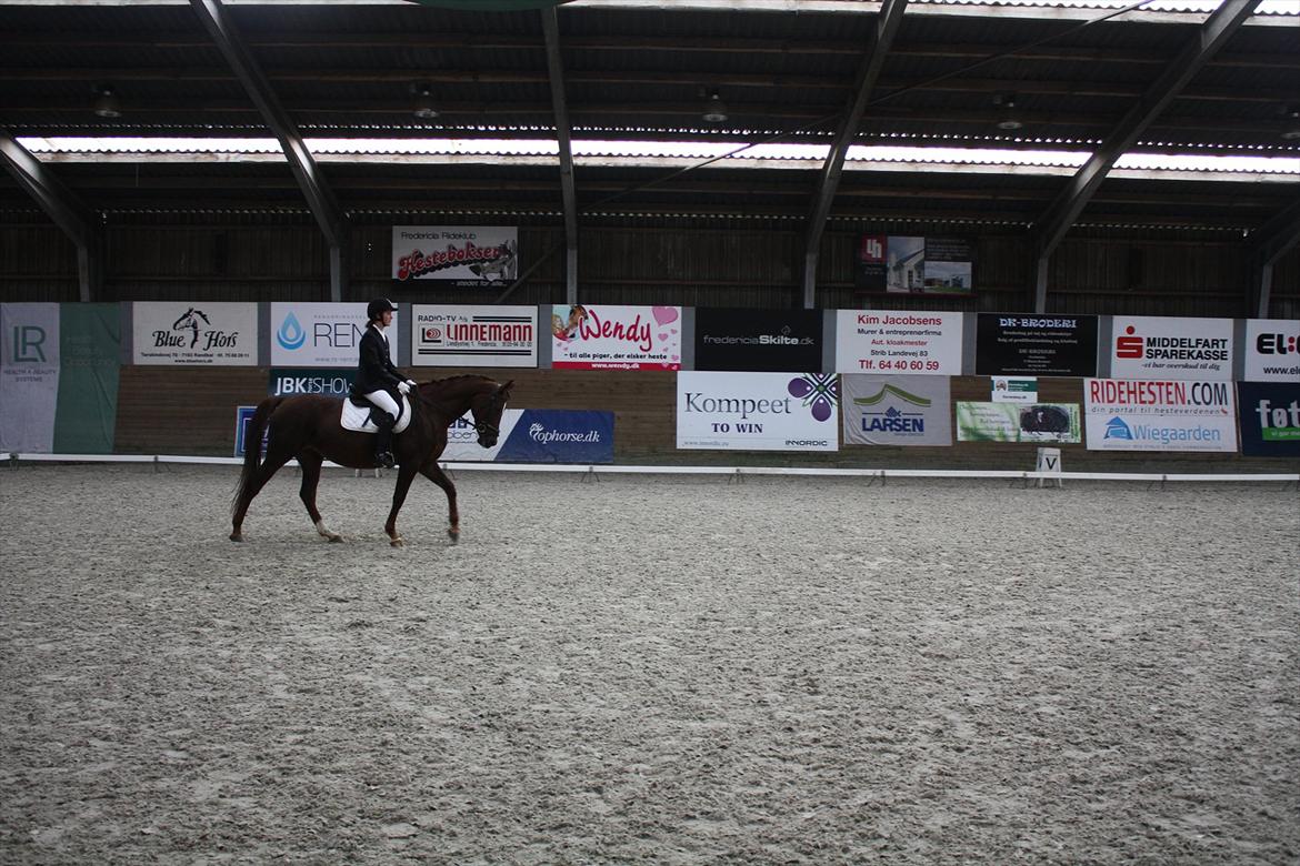 Dansk Varmblod Nørremøllehøjs Daisy  billede 16