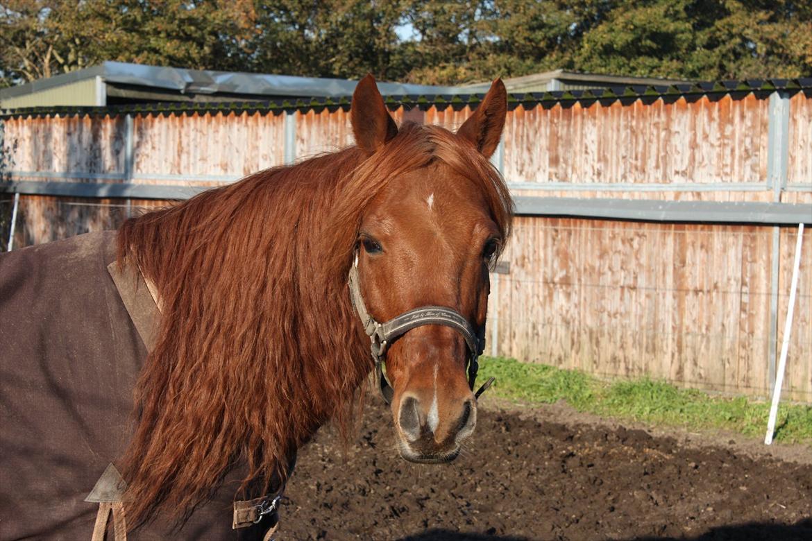 Anden særlig race Lundgaards Chivas Regal - (20) På fold :-). || d. 16/10 2011 || Foto; Mig. billede 20