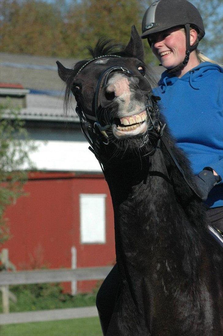 Holstener Prior's Hubert *ENGEL* <3 R.I.P 04-10-2012 - Nr. 20 - Tak fordi i kiggede forbi, lig meget gerne en kommentar <3 billede 17