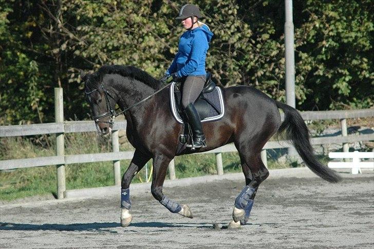 Holstener Prior's Hubert *ENGEL* <3 R.I.P 04-10-2012 - Nr. 11 - du får så meget ros, af alle <3 billede 9