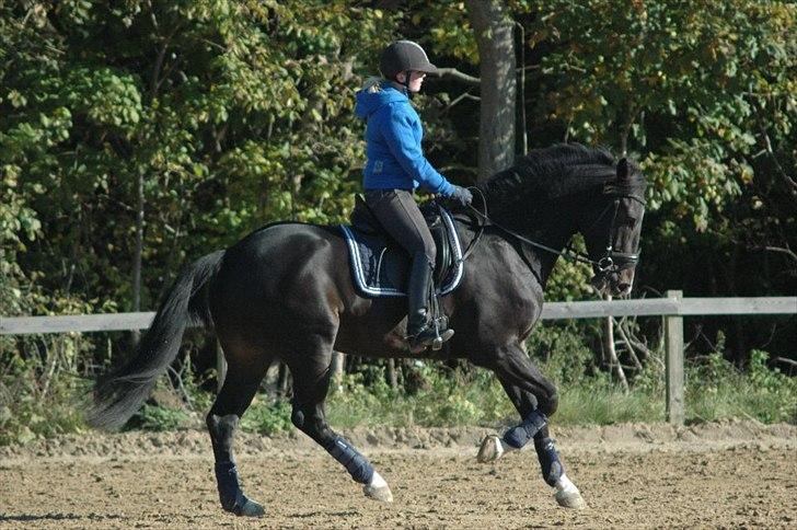 Holstener Prior's Hubert *ENGEL* <3 R.I.P 04-10-2012 - Nr. 17 - en helt fantastisk hubbedreng <3 billede 15