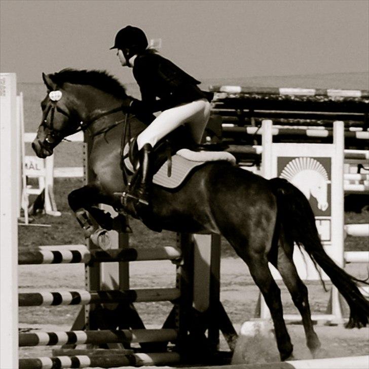 Anden særlig race Kildegårdens Socky - Seje pony <3 billede 17