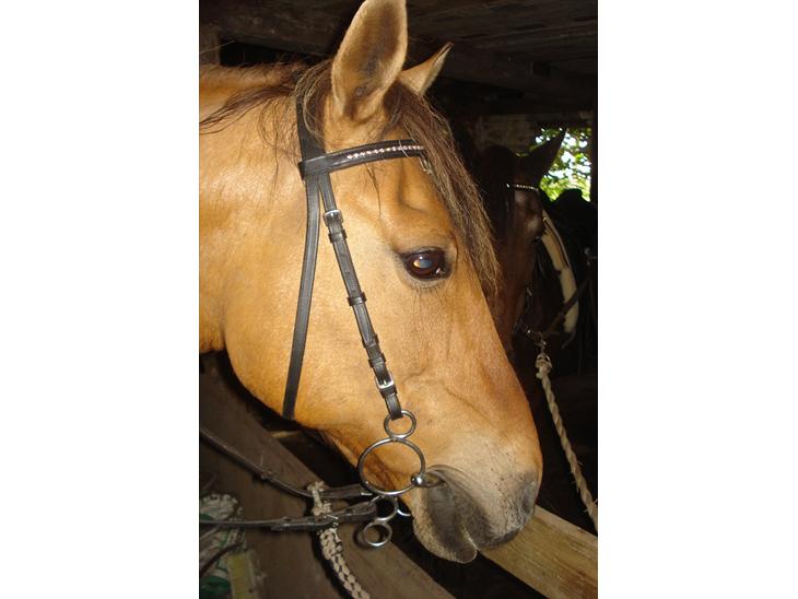 {{currentPhoto.altText}} billede {{currentPhoto.number}}