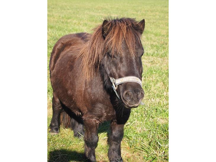 {{currentPhoto.altText}} billede {{currentPhoto.number}}