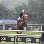 Dansk Varmblod Düvallie