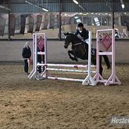 Welsh Cob (sec D) Vlietstede Brilliant Idris