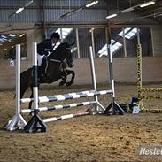 Welsh Cob (sec D) Vlietstede Brilliant Idris