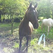 Anden særlig race Da Vincu