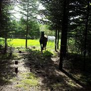 Anden særlig race Da Vincu