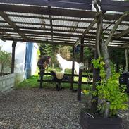 Anden særlig race Da Vincu