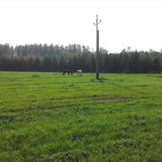 Anden særlig race Da Vincu