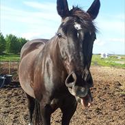 Anden særlig race Da Vincu