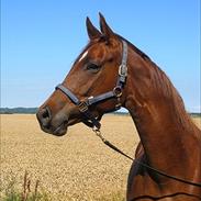 Dansk Varmblod Sølvkjær's Montana