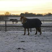 Anden særlig race Armani