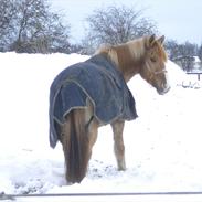 Anden særlig race Armani
