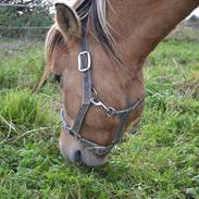 Anden særlig race Cassidy *SOLGT*