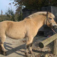 Fjordhest Aggebodal s silja himmelhest