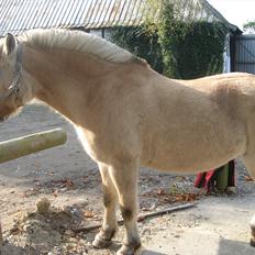 Fjordhest Aggebodal s silja himmelhest