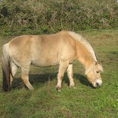 Fjordhest Aggebodal s silja himmelhest
