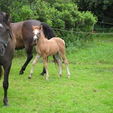 New Forest Horsemosens Erfa