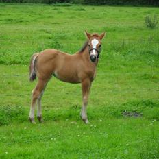 New Forest Horsemosens Erfa