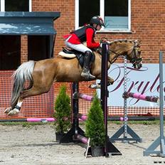 Welsh Pony (sec B) Faya Lobi Kasto-Glas 2002 *STJERNE PONY*