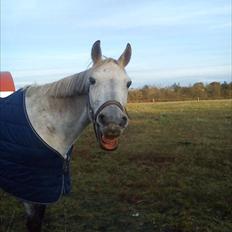Anden særlig race Grace<3 ( Spring )